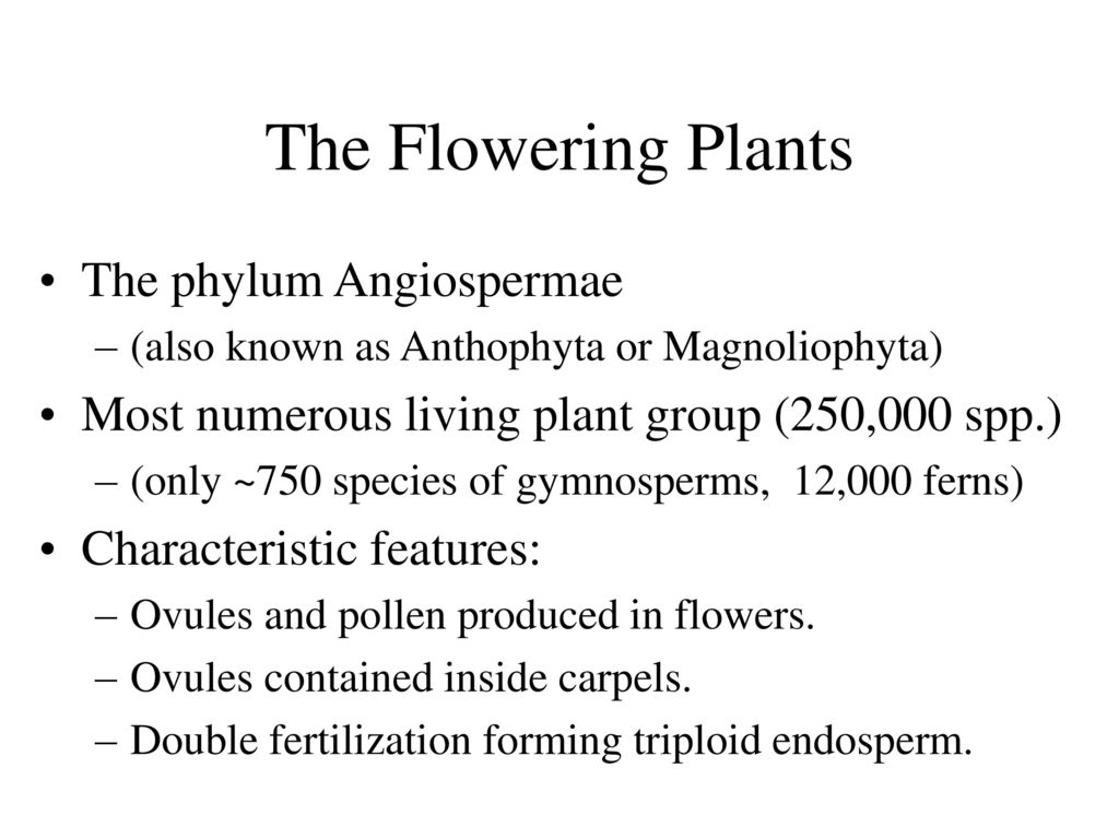 Seed Plants Seed Embryo Sporophyte Encased In And Dispersed With